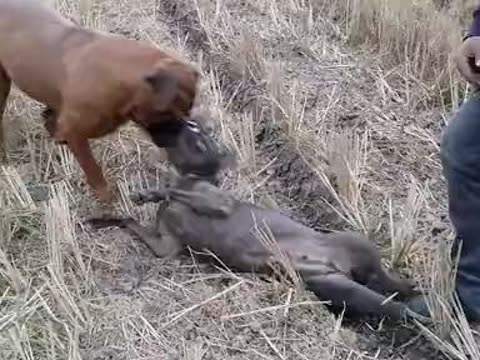 黑狗玩一个女人视频_大猩猩交配姿势太<em>销魂</em>_