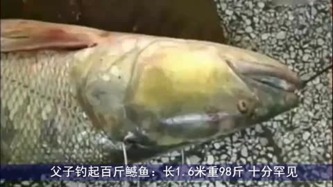 鱼<em>枷女囚</em>【www.bnxy.net】_视频在线观看-爱奇