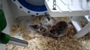 三只仓鼠抢食日常老虎给长颈鹿喝水一队有那集图片