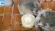 我家鼠鼠戴爱上:3乱咬头盔磨牙?让方法仓鼠健康破坏的笼子!灰熊和北极熊那个厉害图片